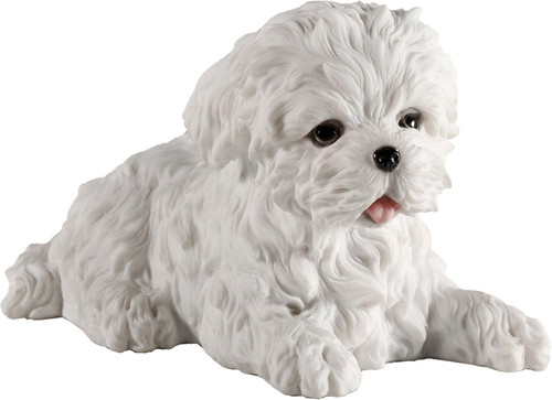 Maltese white terrier puppy - white,