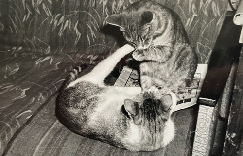 Snapshot beautiful cat kittens - beautiful,