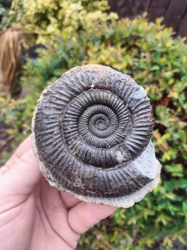 Large dactylioceras - large, sp