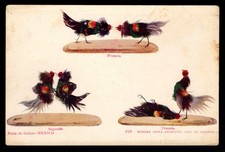 MEXICO - COCK FIGHTING MULTIVIEW BY SONORA NEWS