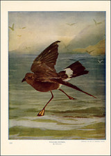 1900 Vintage Print Wilsons