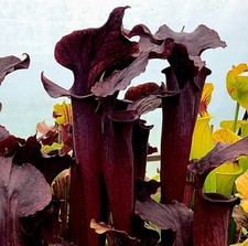 Sarracenia Flava Red x Alata