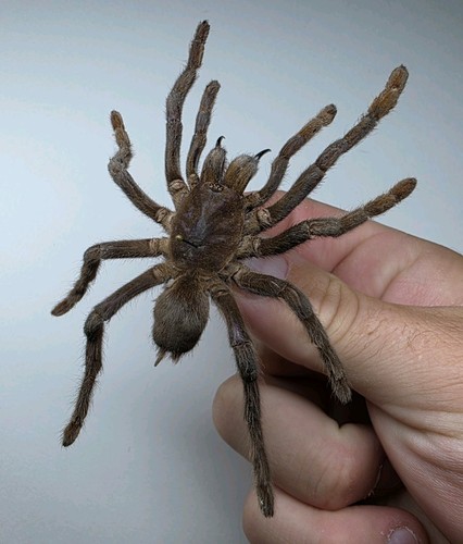 Selenocosmia javanensis set - javanensis.,