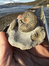 Ludwigia sp  Ammonite, Isle of