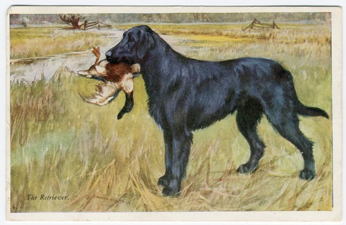 Flat coated retriever vintage - flat,