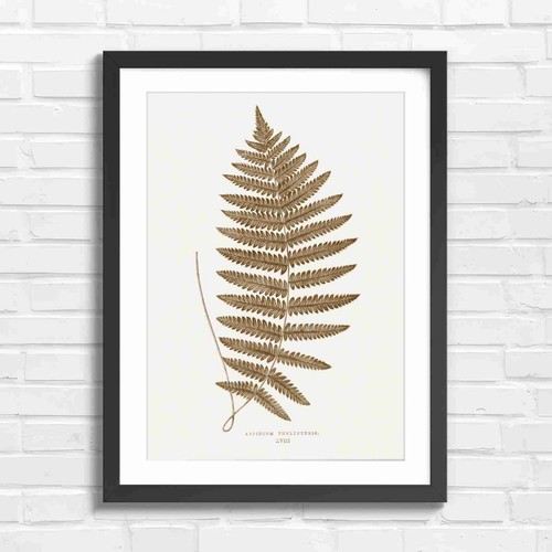 Botanical fern leaf art sepia - botanical,