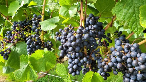 Grapevines disease resistant - grapevines,