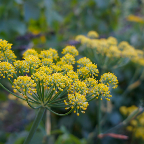 Herb fennel common - -,