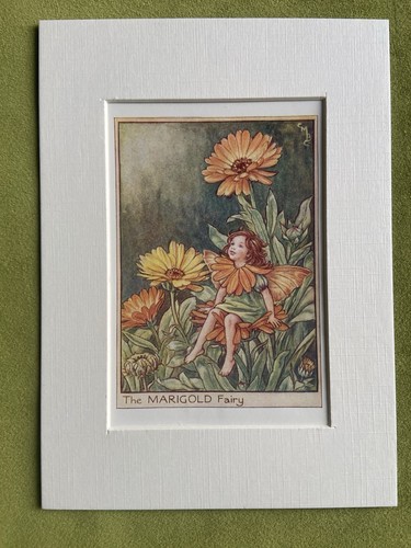 Marigold flower fairy - flower,