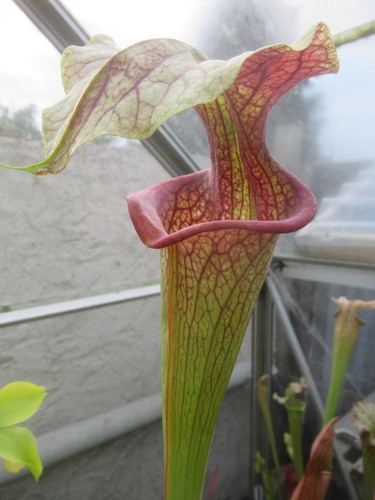 Sarracenia slackish - sarracenia, x