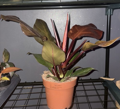 Philodendron imperial red 14cm - imperial,
