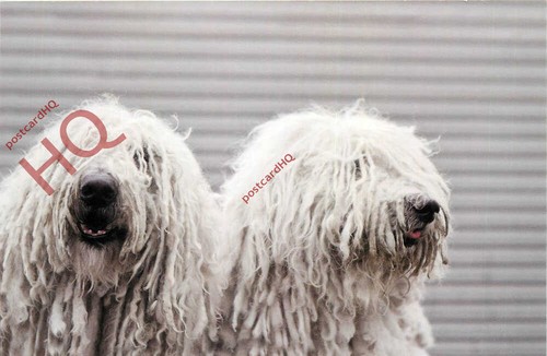 Picture postcard dog - picture, postcard-:dog