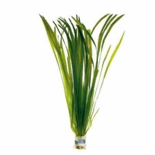 Vallisneria Americana Asiatica