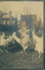 1916 Original Photo Chickens in A Harrow garden & rear of houses 2.5x1.7"