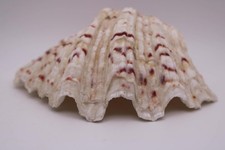 Giant Clam Shell