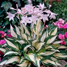 Hosta 'Fire and Ice' - Lily