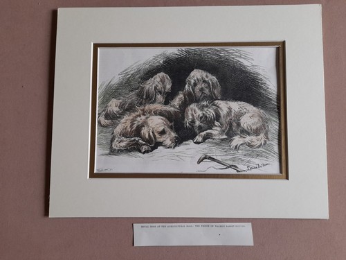 Louis wain antique print - louis,