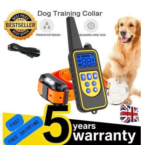 Dog pet training - pet,