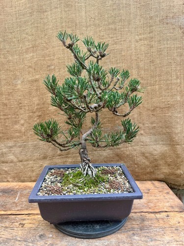 Japanese black pine - japanese, (kotobuki)
