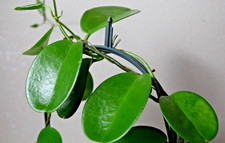 Hoya australis (Wax Flower) Houseplant Evergreen Air Purifying, Bare-Rooted x 1