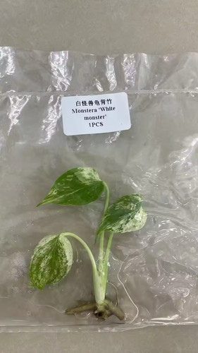 Monstera deliciosa white - deliciosa,