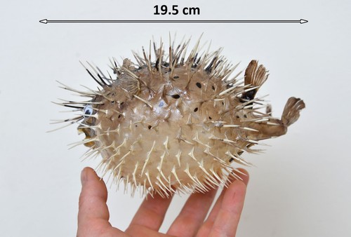 Porcupine fish pufferfish - fish, blow