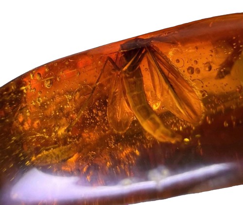 Genuine baltic amber polished - amber,