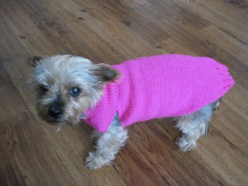 Unisex puppy dog - unisex,