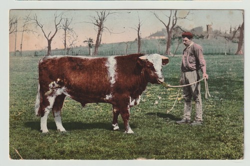 1905 postcard shorthorn bull - 1905,
