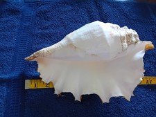 LARGE JUVENILE SPIDER CONCH SEA SHELL FROM SEYCHELLES 11 INCHES LONG