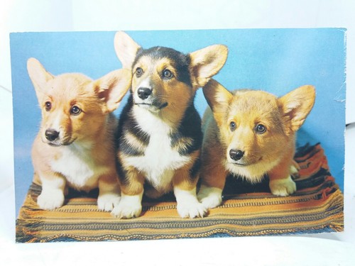 Trio corgi puppy dogs - of,