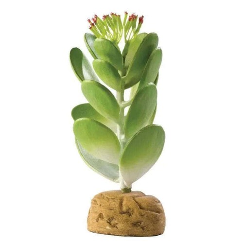 Exo terra jade cactus - exo,