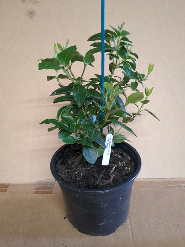 Viburnum tinus eve price 2 - eve, *