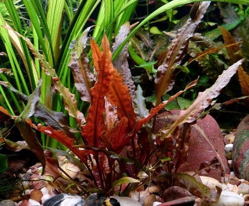 Cryptocoryne walkeri - 5,
