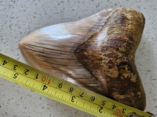 Megalodon shark tooth fossil
