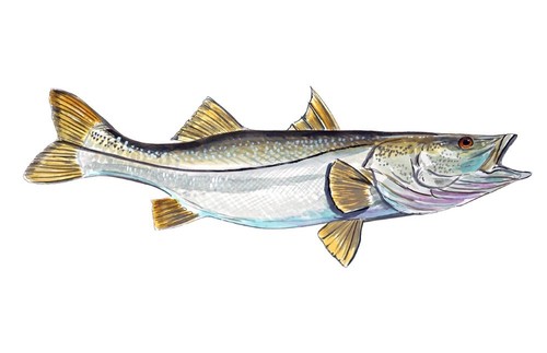 Common snook robalo fish vinyl - snook,