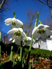 X  3  bulbs Galanthus elwesii 'Godfrey Owen' Snowdrops?❤️