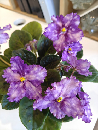 African violet - african,