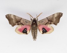 Sphingidae - Smerinthus