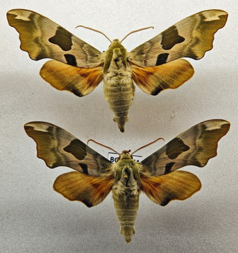 Sphingidae mimas tiliae pair - tiliae,