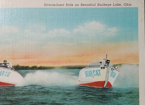 Buckeye lake bear - bear, speed
