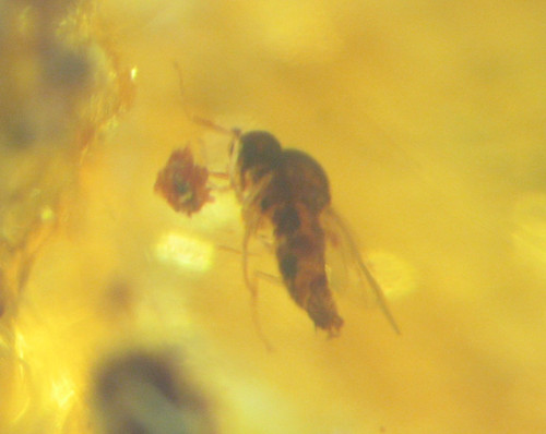 Pliocene amber kenya africa - pliocene,