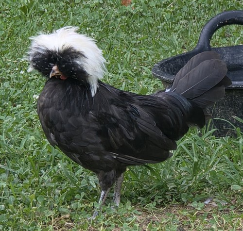 White crested polish - 12+,