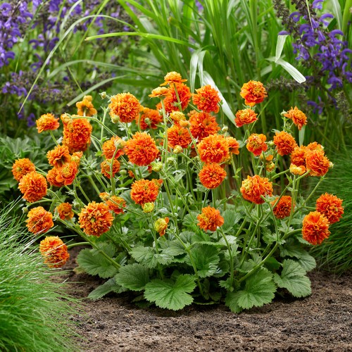 Geum orange pumpkin spring - -,
