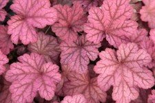 Pack x6 Heuchera x Hybrida