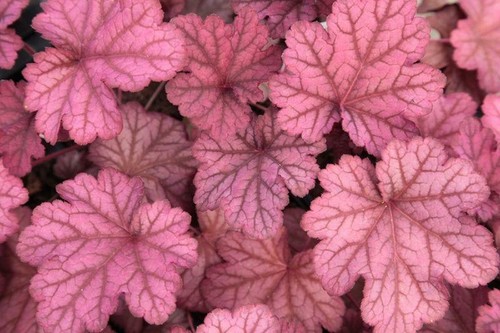 Pack heuchera hybrida - pack, x