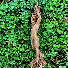 Tree Figure Statue Garden