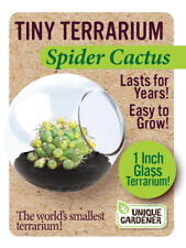 Tiny Cactus Terrarium grow your own  - 2.5 cm  Assorted varieties.