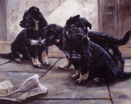 German shepherd dog gsd - shepherd,