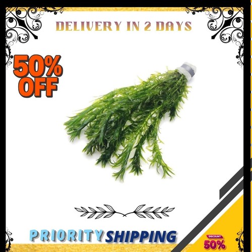 Stems elodea densa - stems,